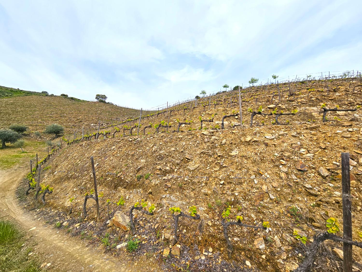 te koop wijngaard Vila Nova de Foz Côa Vila Nova De Foz Côa 3